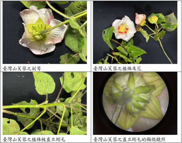 台灣山芙蓉蠟葉標本 蠟葉標本