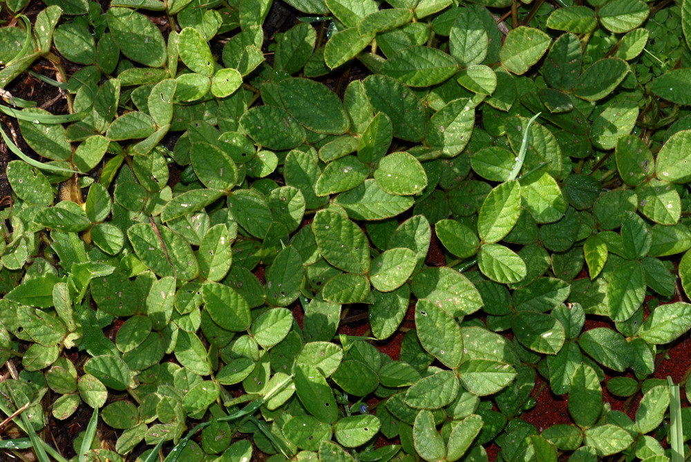 走訪福建漳州文圃山發現闊葉大豆Glycine tomentella 的蹤跡 2 01.闊葉大豆01