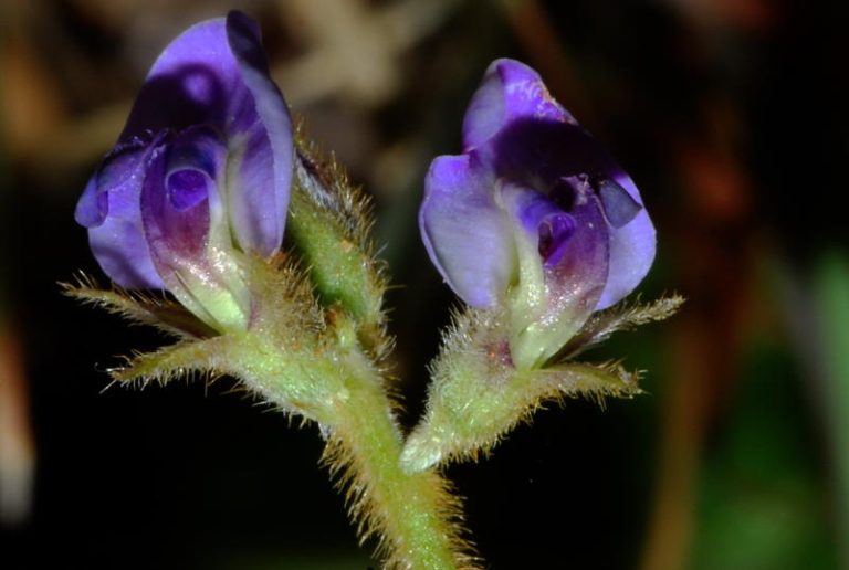 走訪福建漳州文圃山發現闊葉大豆Glycine tomentella 的蹤跡 7 闊葉大豆Glycine tomentella【金門一條根】
