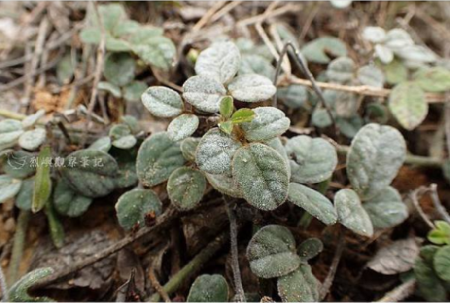 走訪福建漳州文圃山發現闊葉大豆Glycine tomentella 的蹤跡 3 06.闊葉大豆