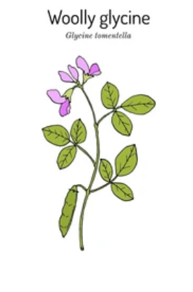 走訪福建漳州文圃山發現闊葉大豆Glycine tomentella 的蹤跡 6 08