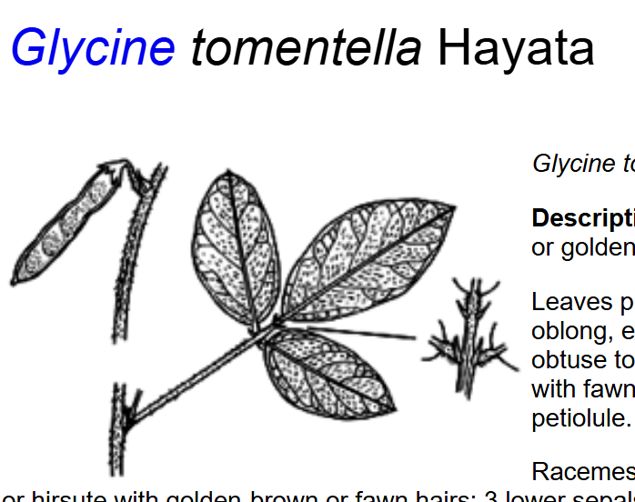 走訪福建漳州文圃山發現闊葉大豆Glycine tomentella 的蹤跡 5 09