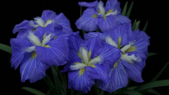 《鳶尾花》梵谷, 1890,藏於荷蘭梵谷美術館 5 17377089046295982579