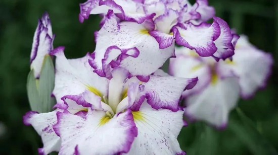 《鳶尾花》梵谷, 1890,藏於荷蘭梵谷美術館 4 9811557831836952897