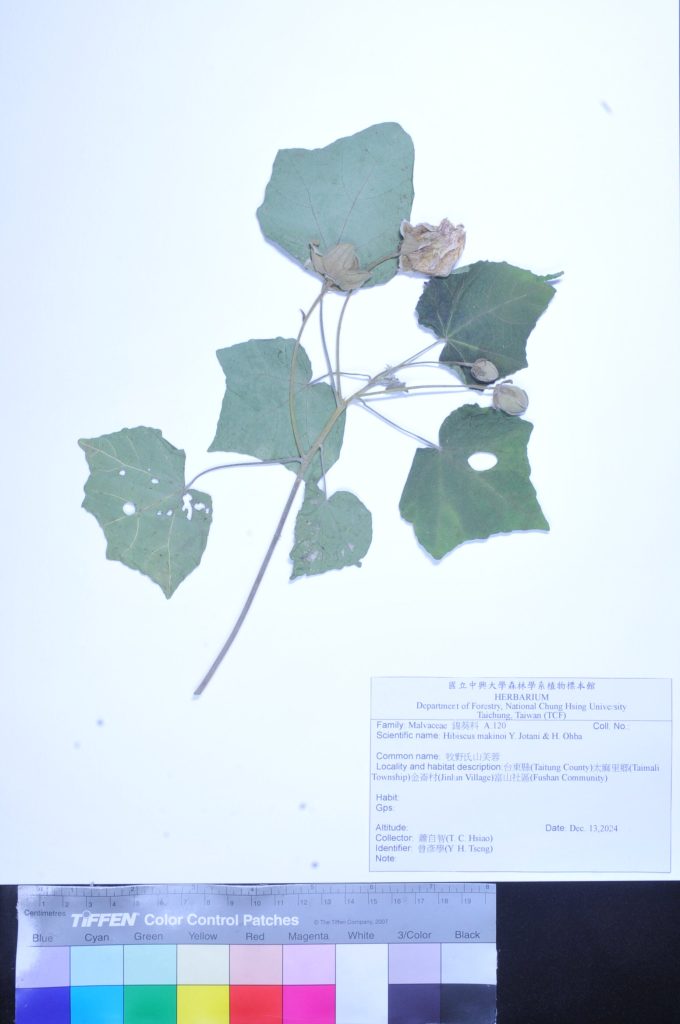 Herbarium臘葉館典藏大坑,溪頭,太麻里的山芙蓉植物標本 7 01 1