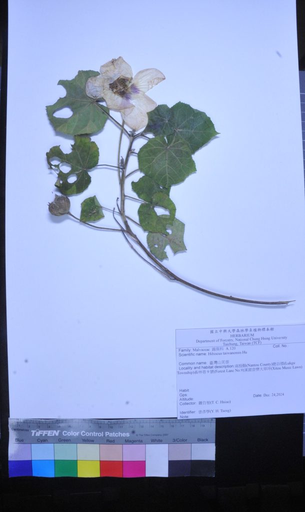 Herbarium臘葉館典藏大坑,溪頭,太麻里的山芙蓉植物標本 5 02 1