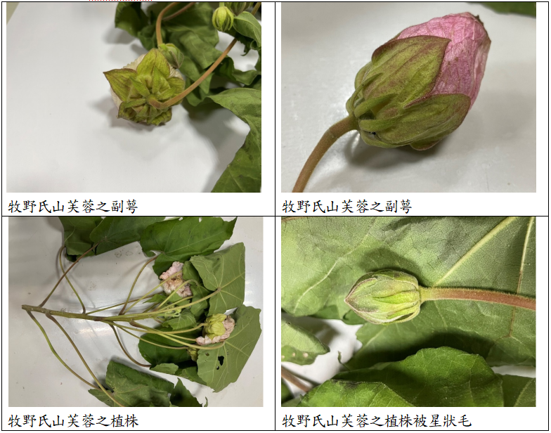 Herbarium臘葉館典藏大坑,溪頭,太麻里的山芙蓉植物標本 6 02