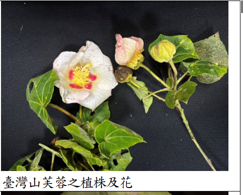 Herbarium臘葉館典藏大坑,溪頭,太麻里的山芙蓉植物標本 8 山芙蓉標本
