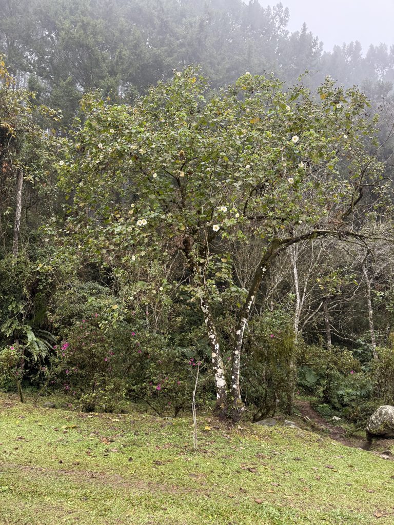 Herbarium臘葉館典藏大坑,溪頭,太麻里的山芙蓉植物標本 9 a0f2629472948a0f22be4110f583c9e