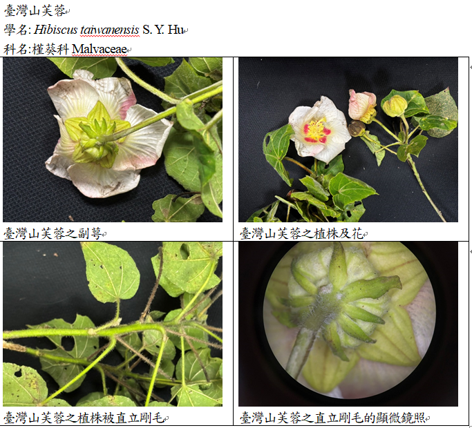 Herbarium臘葉館典藏大坑,溪頭,太麻里的山芙蓉植物標本 4 image