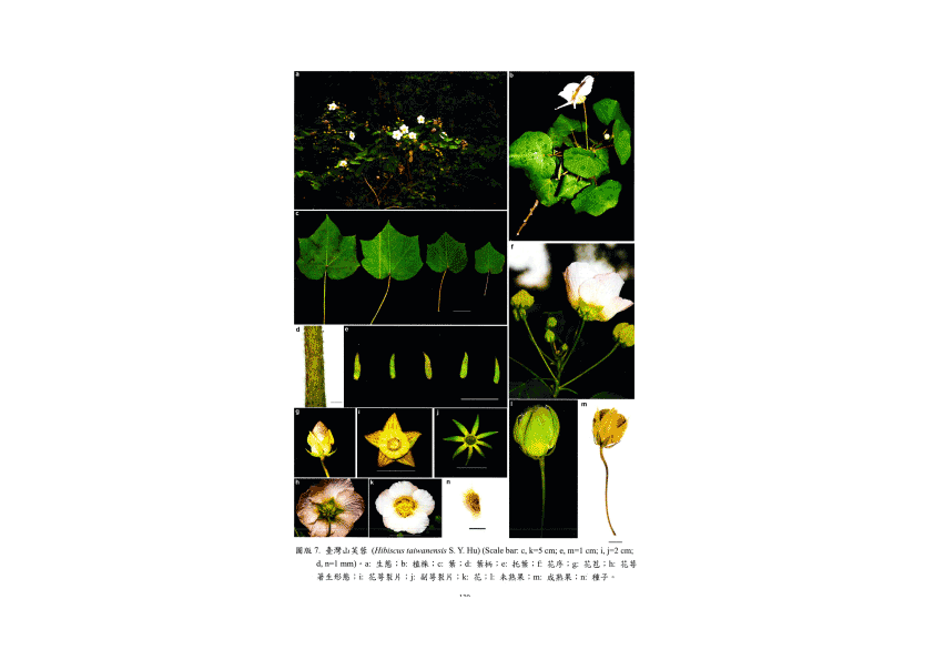 Herbarium臘葉館典藏大坑,溪頭,太麻里的山芙蓉植物標本 8 山芙蓉介紹