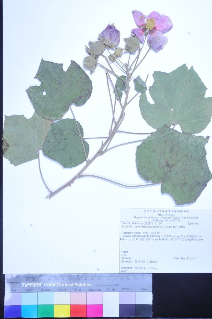 Herbarium臘葉館典藏大坑,溪頭,太麻里的山芙蓉植物標本 3 結果報告大坑
