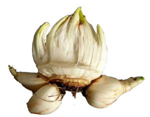 L’ODOMICS® Narcissus Abslute 歐米克斯®氣味集 水仙花 室內香氛 30mL (訂單生產) 4 02 2