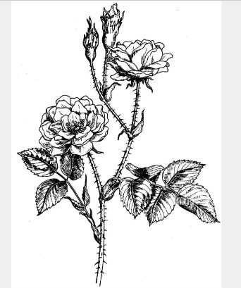 QQ20250328-175759 OMICS® Bulgaria Damascena Rose 歐米克斯® 保加利亞 大馬士革玫瑰香水 EDP 50mL (訂單生產)