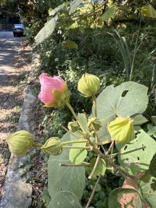 L’ODOMIC® Hibiscus Essential Oil 歐米克斯氣味集 山芙蓉精油 1L NT$10,000(訂單生產) 2 台灣芙蓉