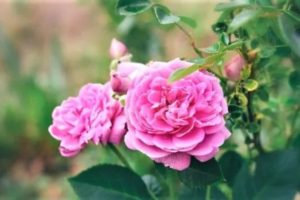 L'ODOMICS® Rosa Damascena, Bulgaria Essential Oil 歐米克斯氣味集 保加利亞玫瑰精油 30mL (訂單生產) 2 大馬士革玫瑰