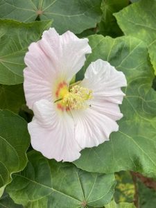 L’ODOMIC® Hibiscus Essential Oil 歐米克斯氣味集 山芙蓉精油 1L NT$10,000(訂單生產) 3 山芙蓉02
