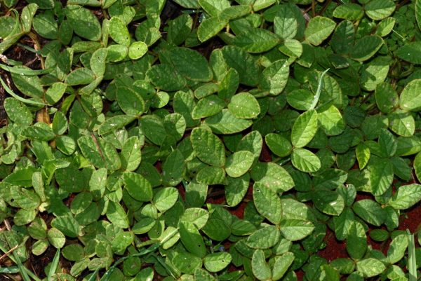 一條根 (闊葉大豆) 一條根