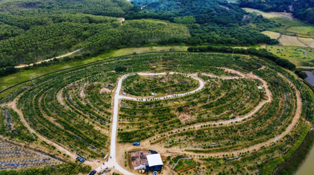 2025年走訪“中國沉香之鄉”廣東茂名市電白區觀珠鎮“世界香都·浪漫電白” 8 06.电白沉香树林