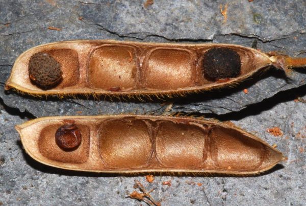 闊葉大豆裂果 闊葉大豆