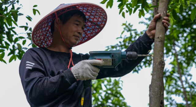 2025年走訪“中國沉香之鄉”廣東茂名市電白區觀珠鎮“世界香都·浪漫電白” 12 10.给沉香树制造伤口