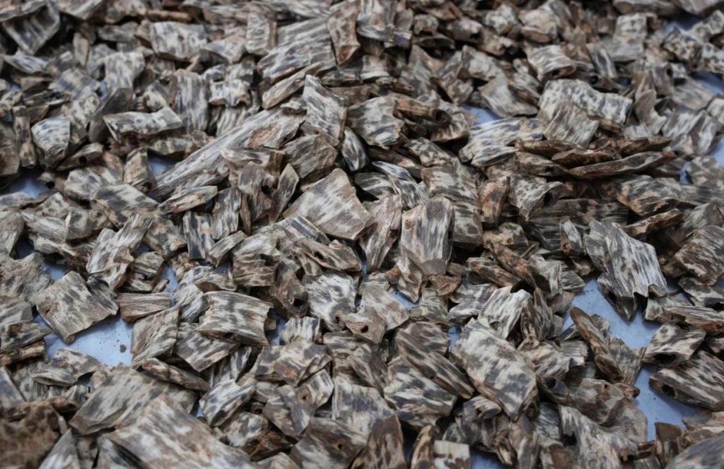 2025年走訪“中國沉香之鄉”廣東茂名市電白區觀珠鎮“世界香都·浪漫電白” 7 5 2