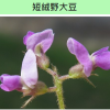 闊葉大豆 闊葉大豆