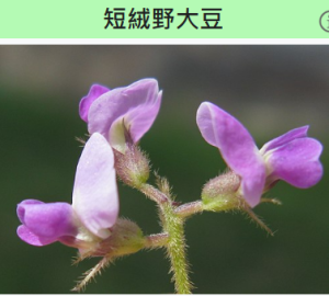 OMICS®歐米克斯®闊葉大豆單方精油 (一條根筋膜油) 30mL (訂單生產) 4 闊葉大豆