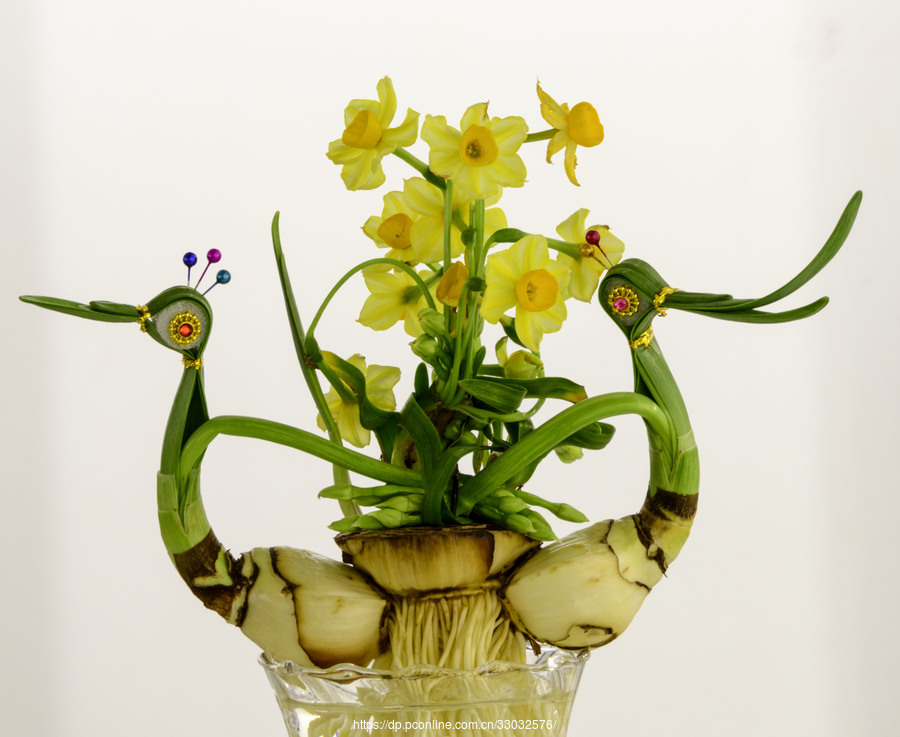 溯源真正漳洲水仙花品種製作水仙花精油 1 02