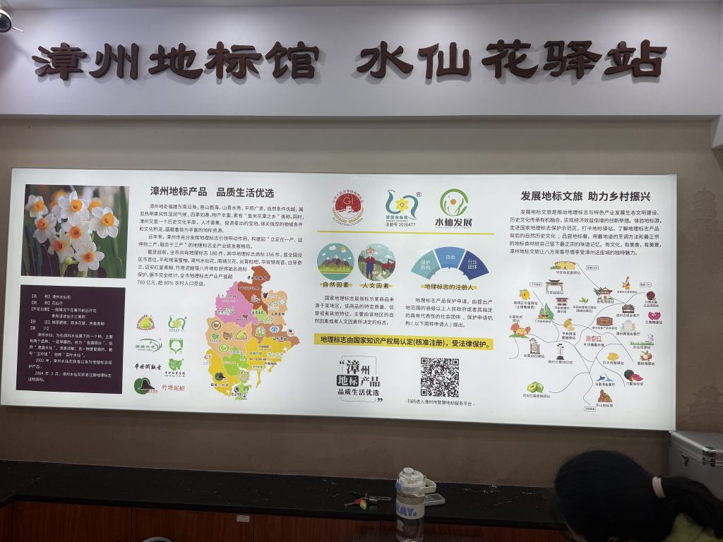 溯源真正漳洲水仙花品種製作水仙花精油 6 IMG 2083