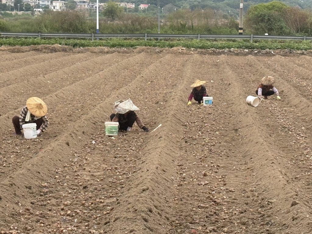 溯源真正漳洲水仙花品種製作水仙花精油 7 IMG 2094