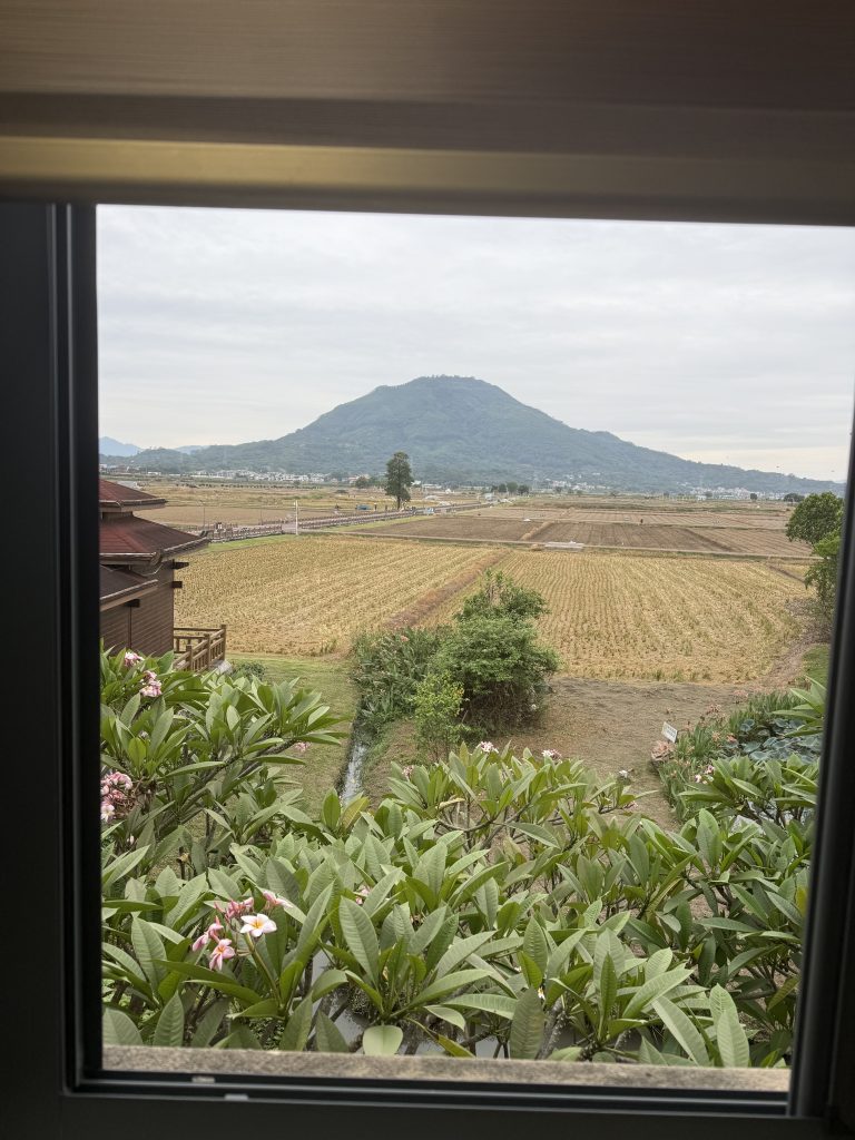 溯源真正漳洲水仙花品種製作水仙花精油 8 IMG 2103