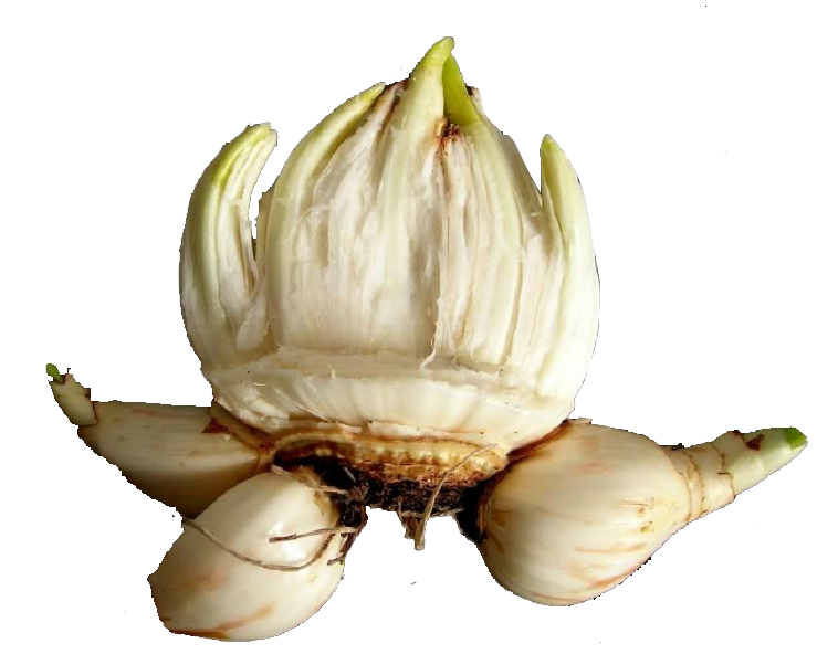 溯源真正漳洲水仙花品種製作水仙花精油 5 水仙圖片 1